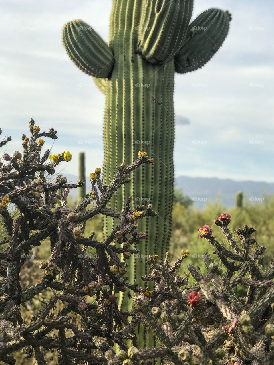 Desert Landscape - Saguaro Cactus 