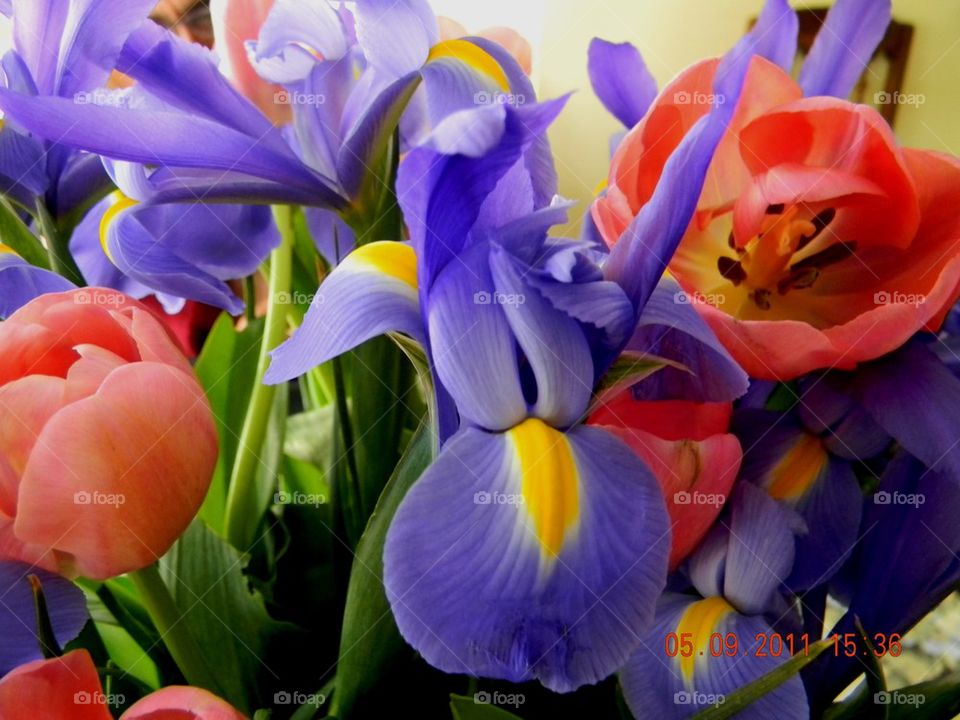 Blue irises