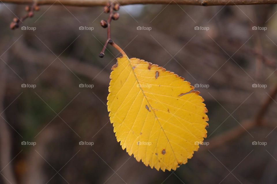 yellow leaf hanging on branch in autumn