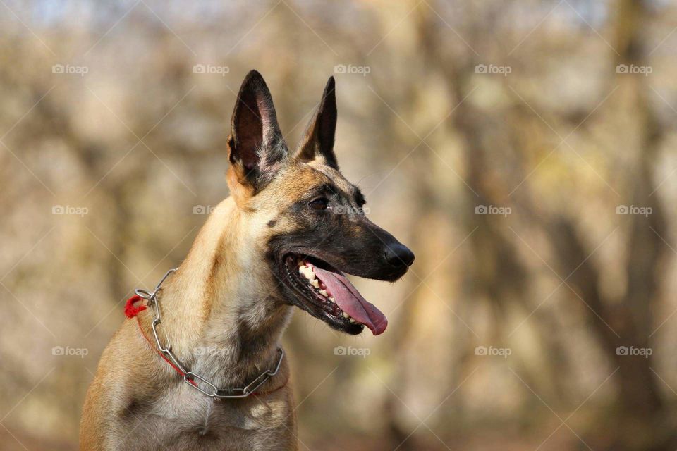 Portrait belgian shepherd malinois dog