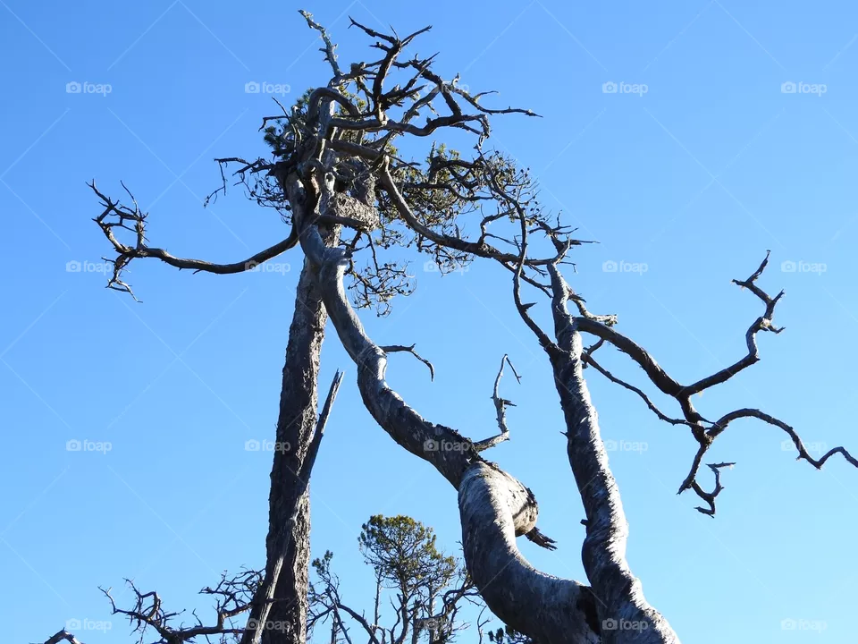 Trees