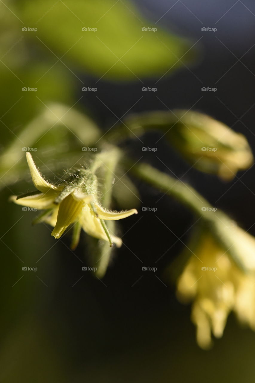 Tomato blossom