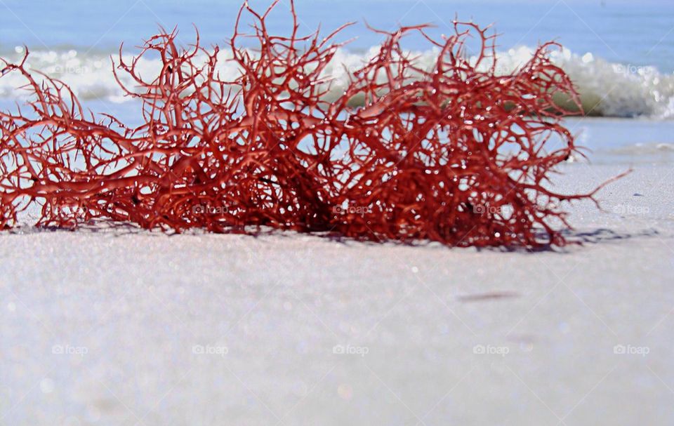 Close-up of a seaweed on beach