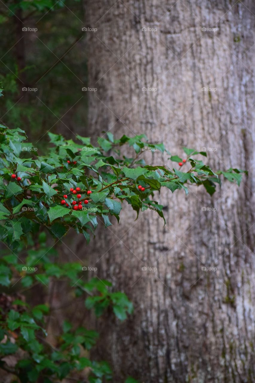 Red berries growing in tree