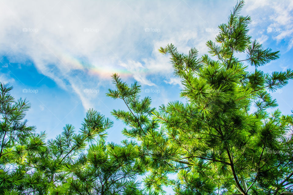 Pine leaves with rainbow background