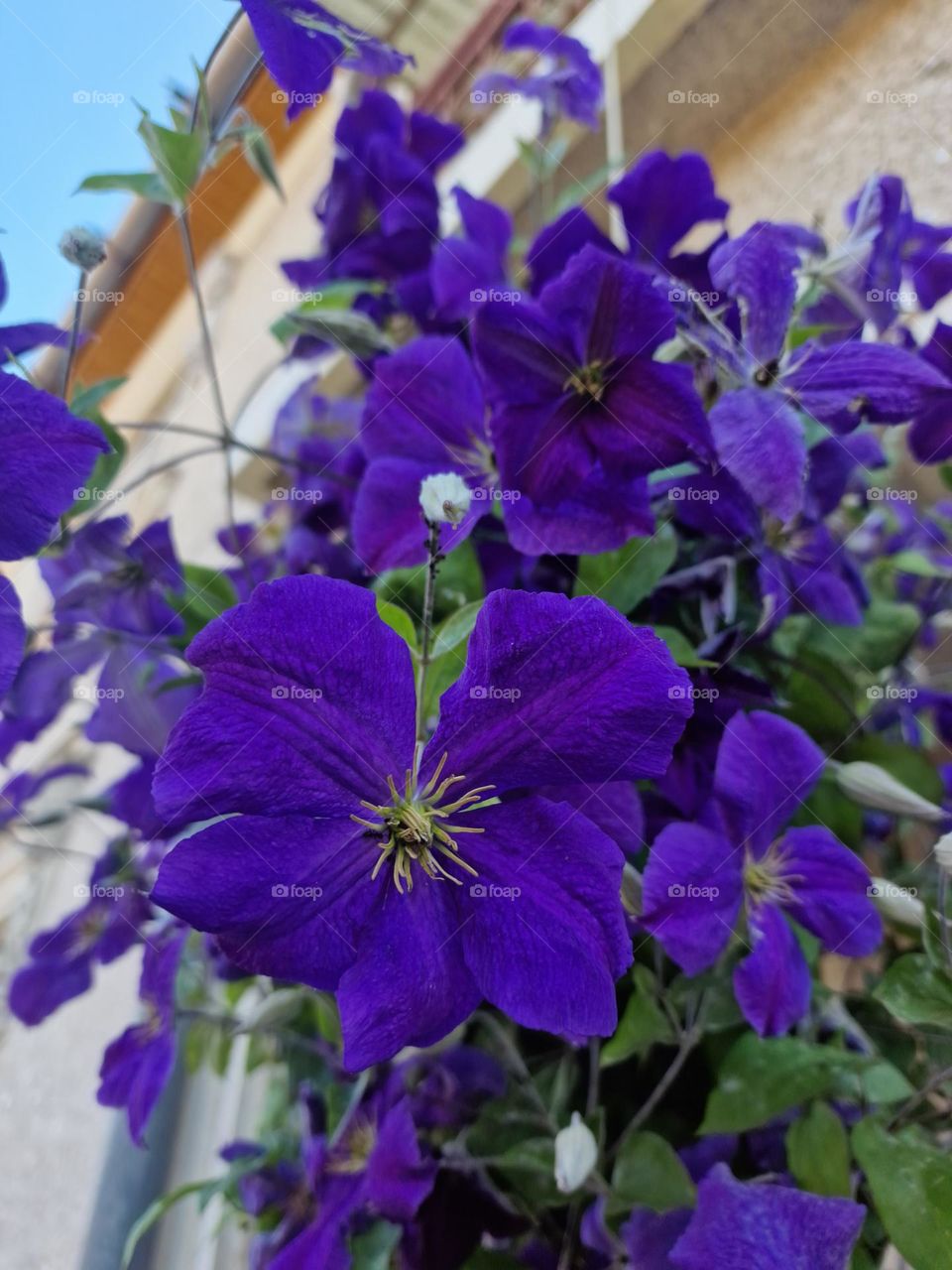 purple flower