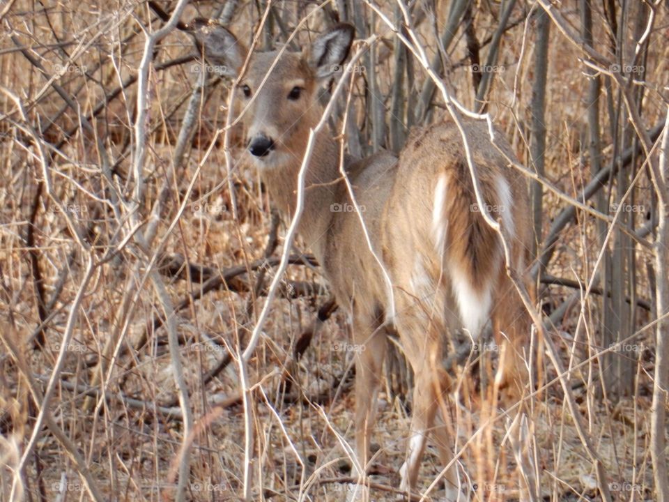 Deer at Ojibway Park 