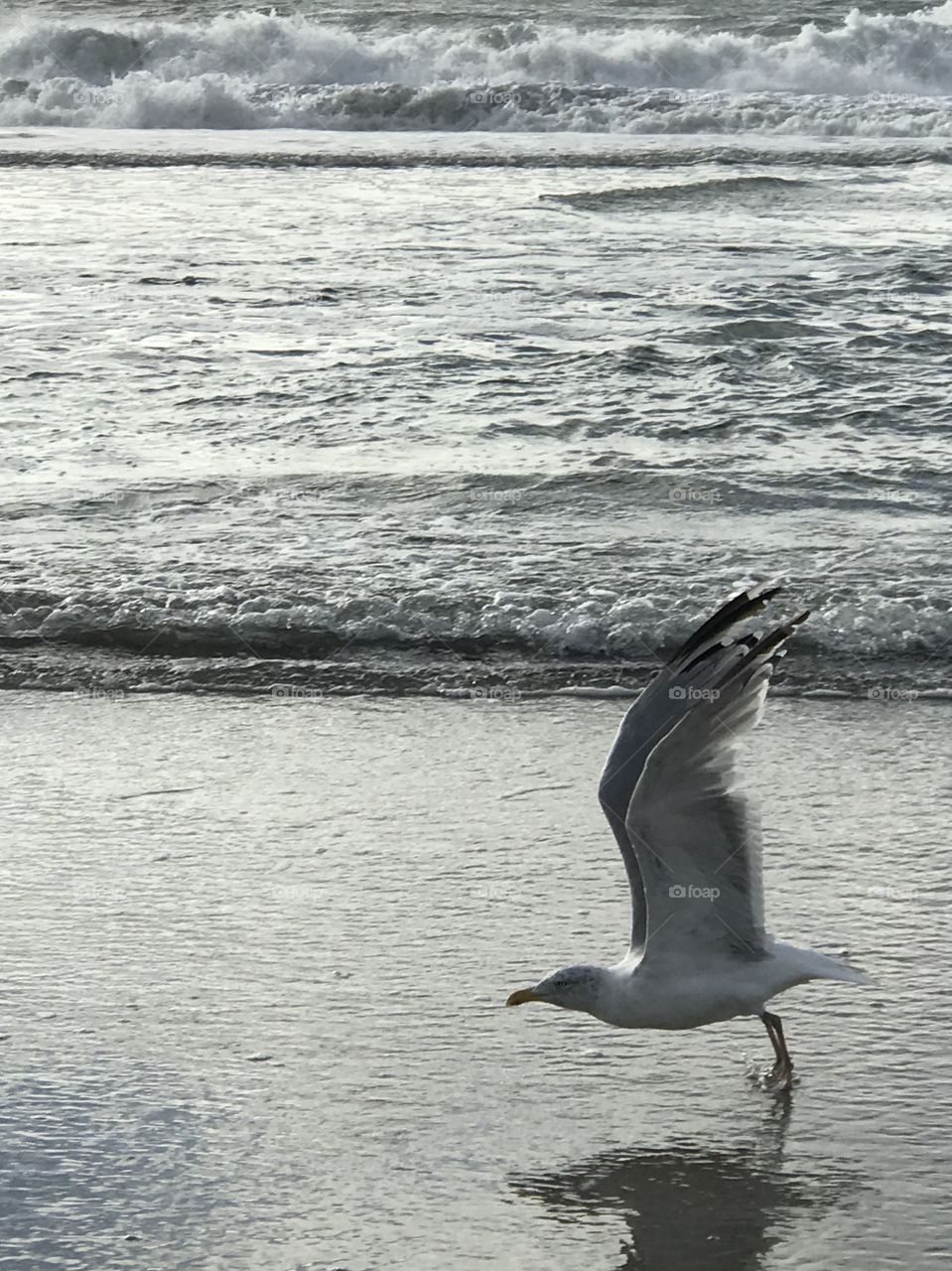 Seagull