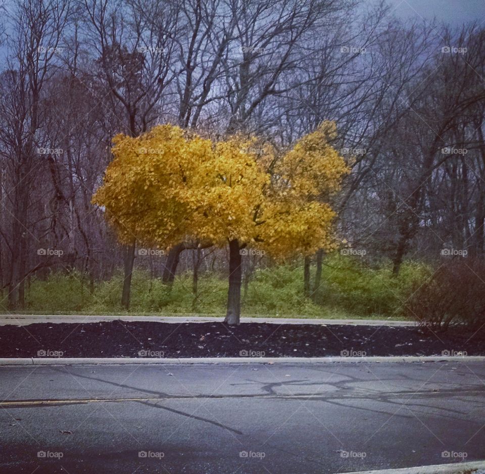 Tree, Fall, Landscape, Road, Park