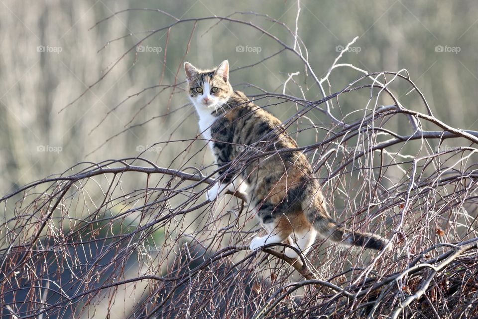 Cat on the tree