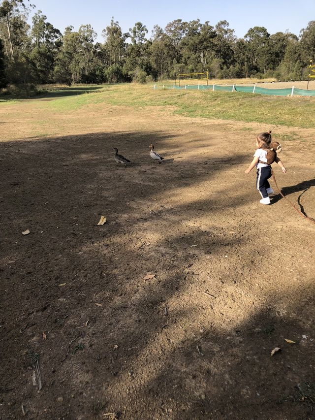 Chasing the ducks