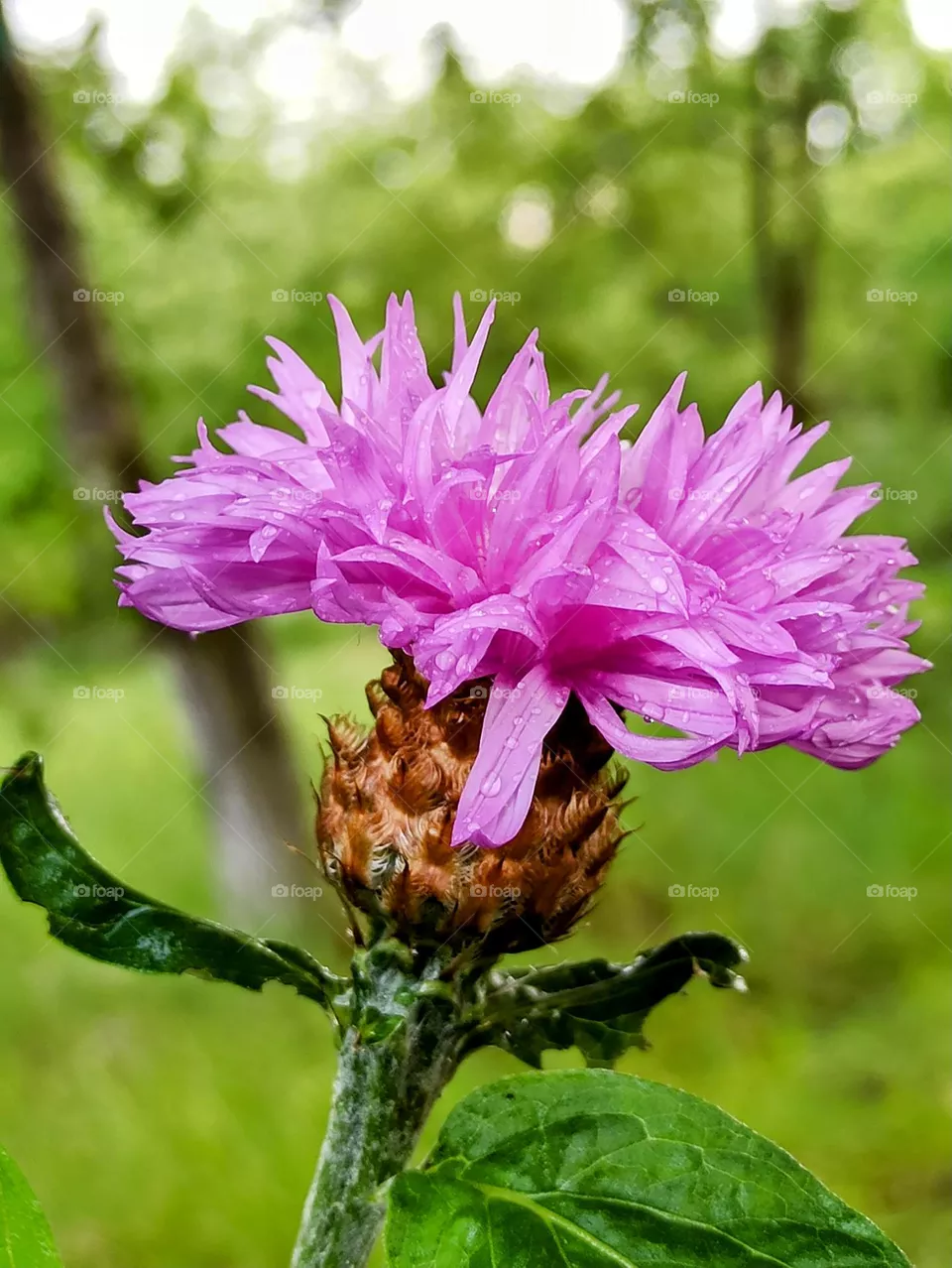 wildflowers