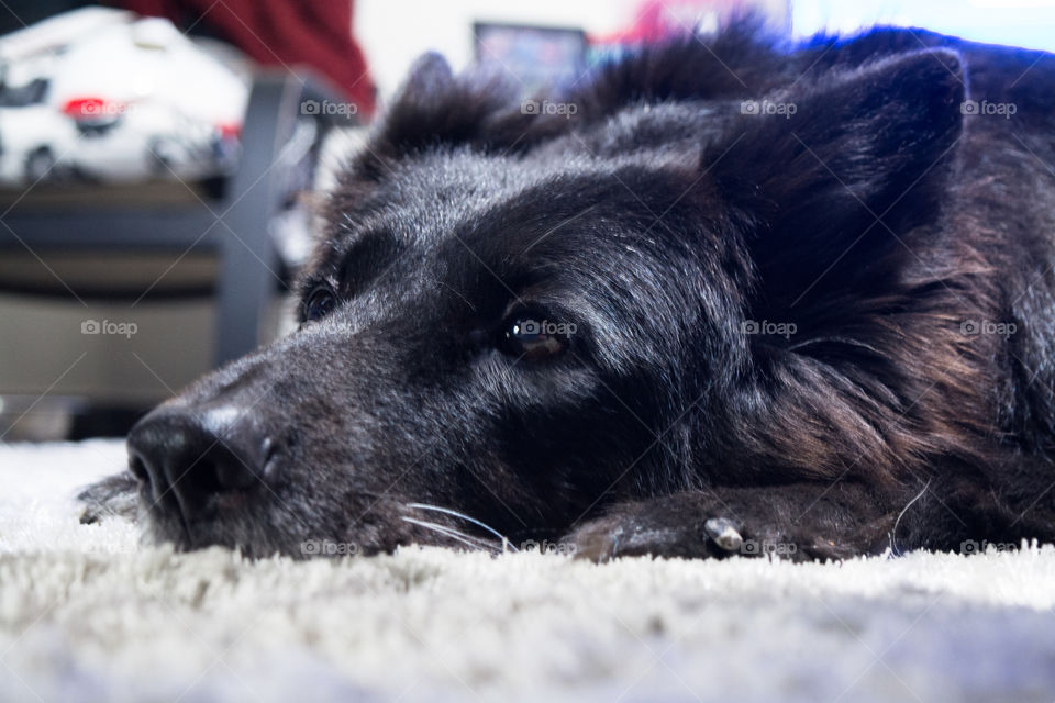 It's not a wolf it's a dog