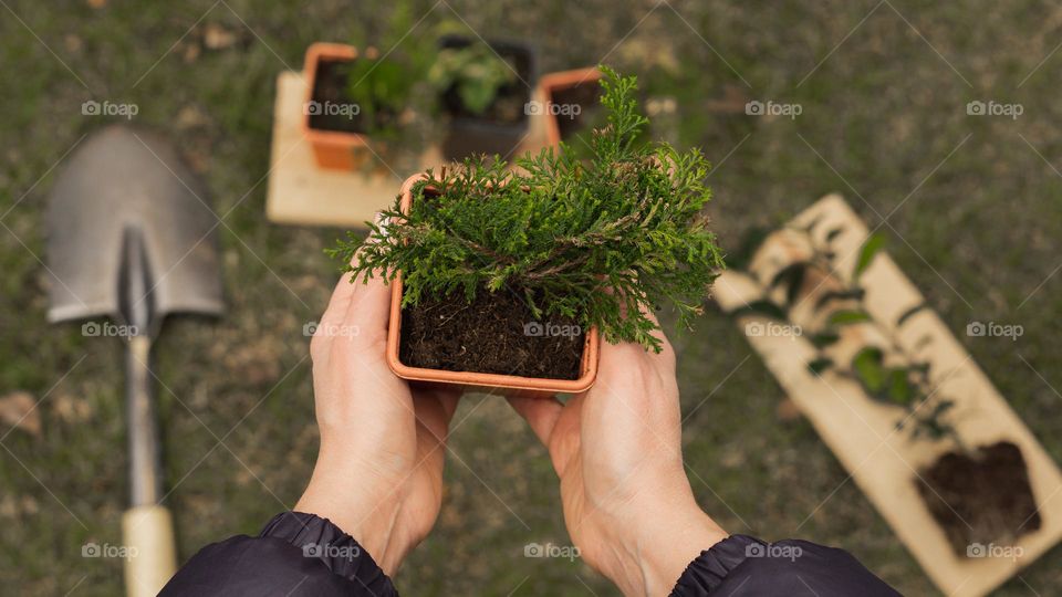 Rectangle pot with a plant in woman’s hands