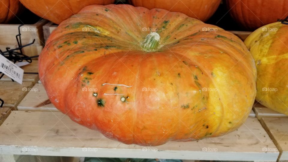 pumpkin squash