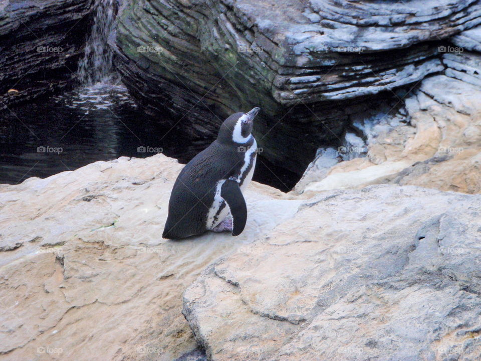 penguin 