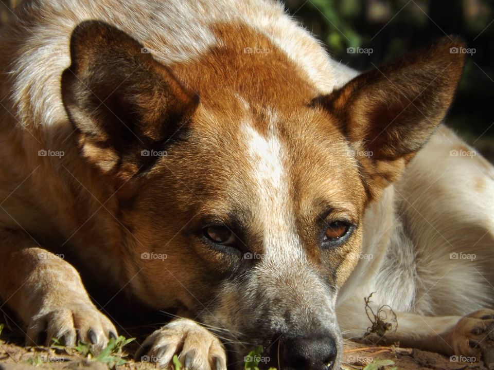 Dog lying in the sun