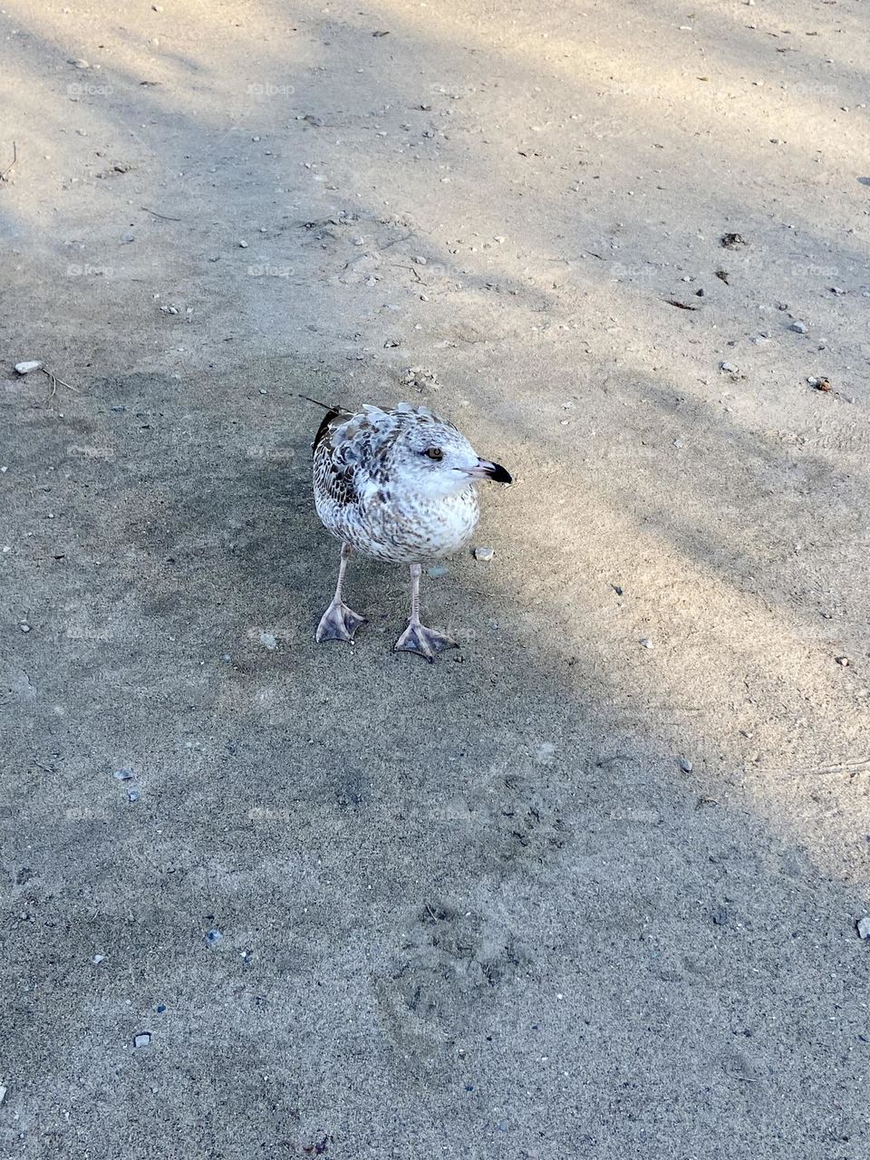 Portrait of a seagull on the beach