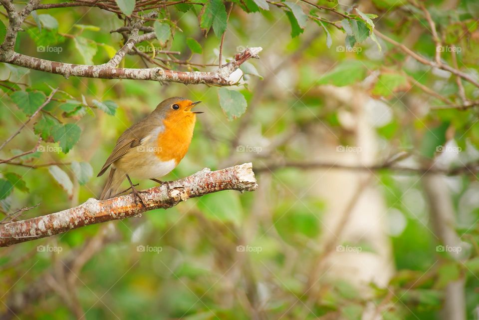 Birdwatching