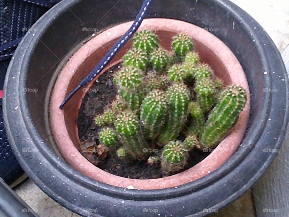 littles cactus