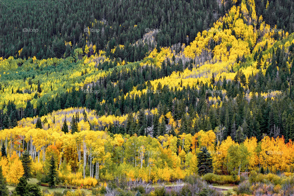 Beautiful fall foliage of golden yellow aspen trees and evergreen pine trees in mountain valley. 
Aspen, Highway 82, Independence Pass Road, Colorado.