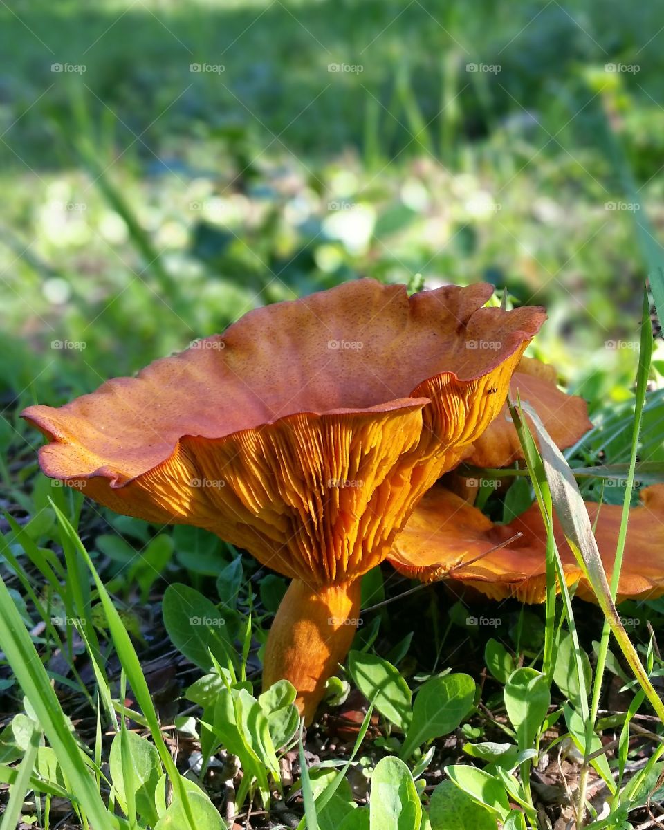 Magic mushrooms of the forest