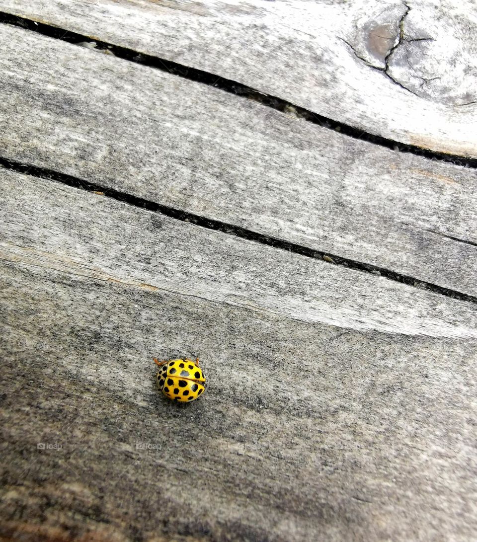 Yellow ladybug