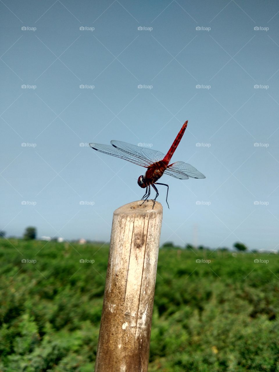 Dragonfly Sitting on the bamboo stick on the farm.