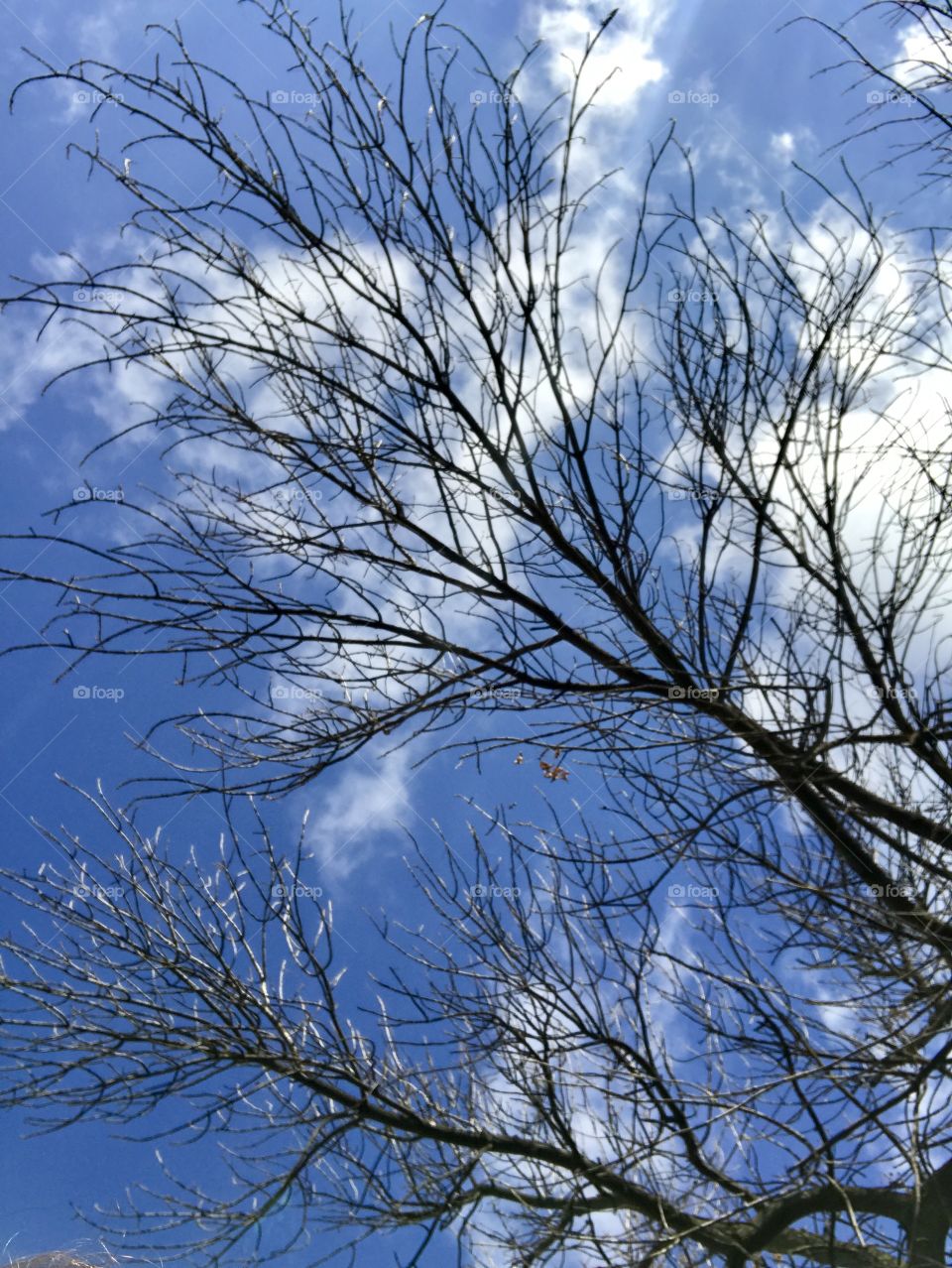 Blue sky and black trees 