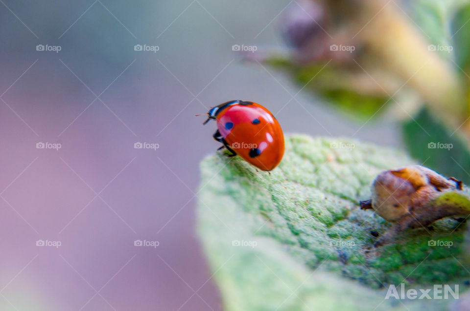 Ladybug on a leaf