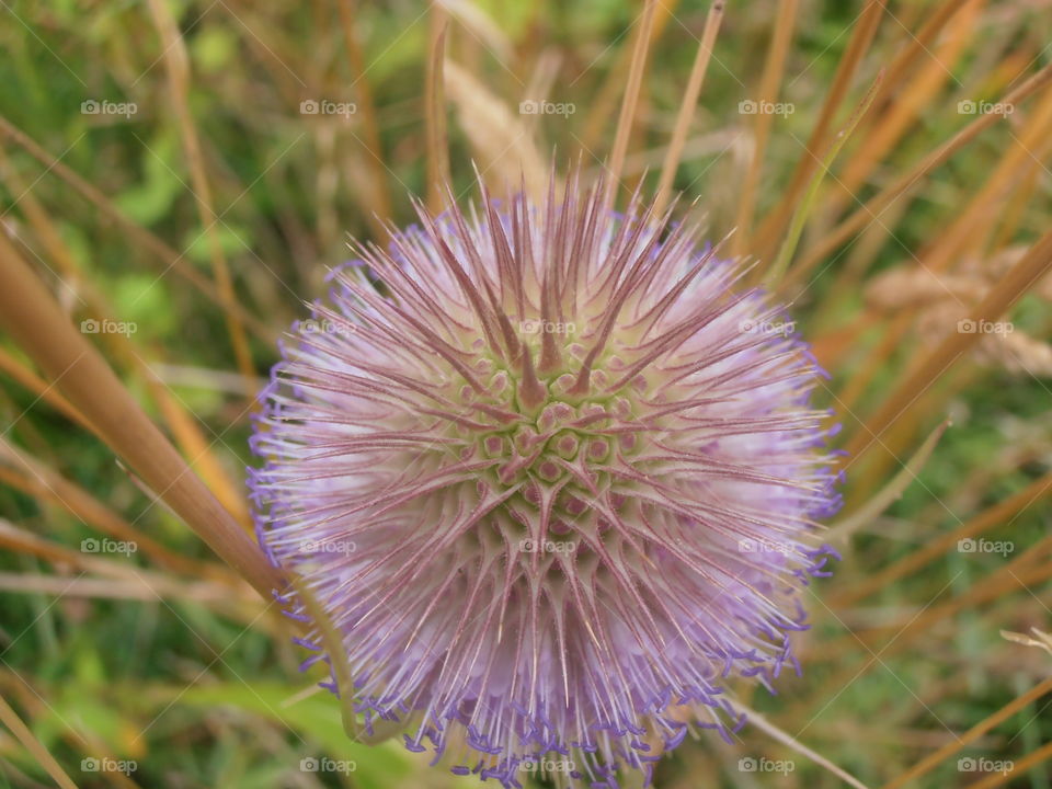 Teasle