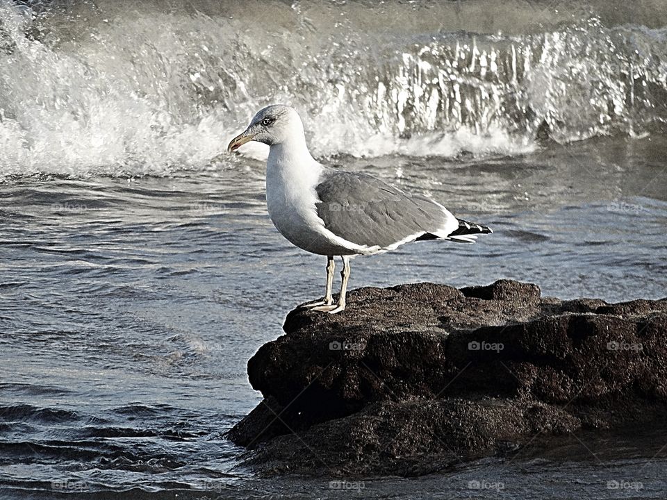 Bird on the Rock at Beach