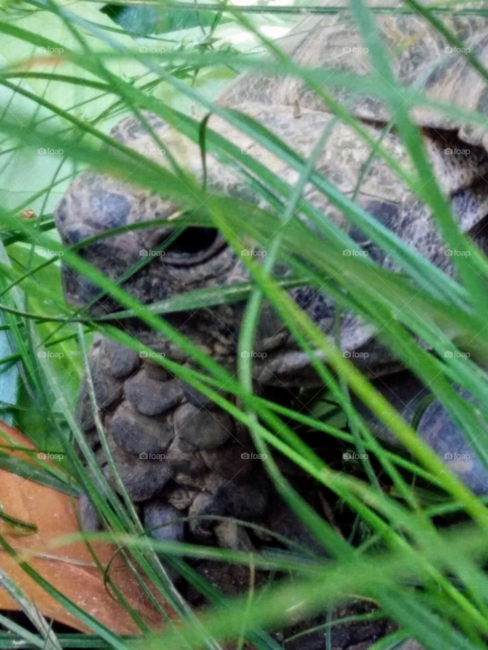 Turtle Looking around in the garden grass