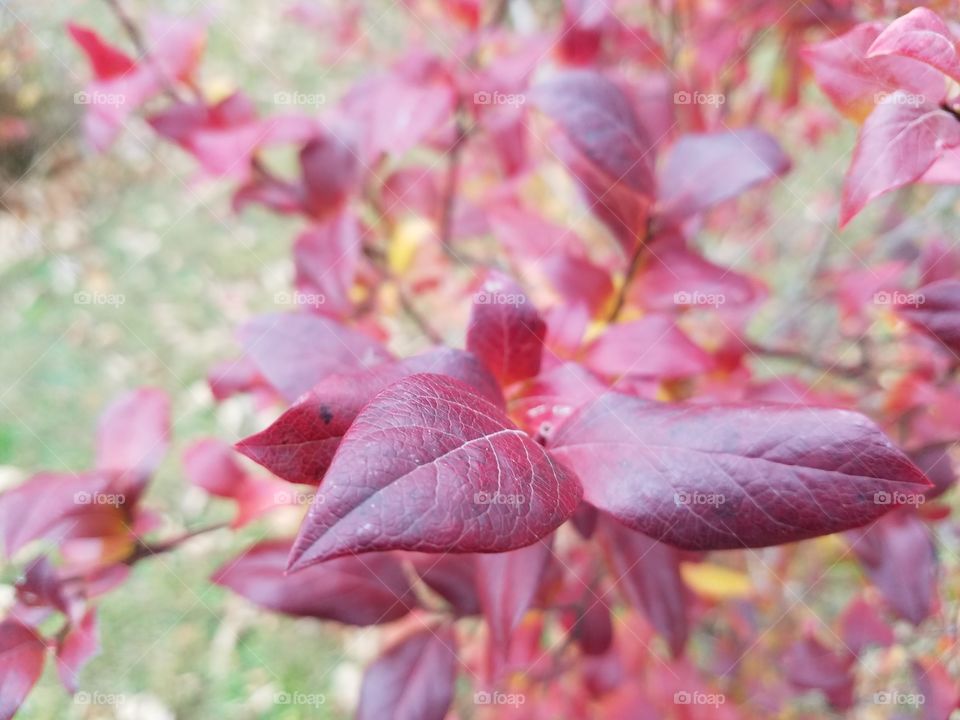 dark red blueberry leaves in the fall