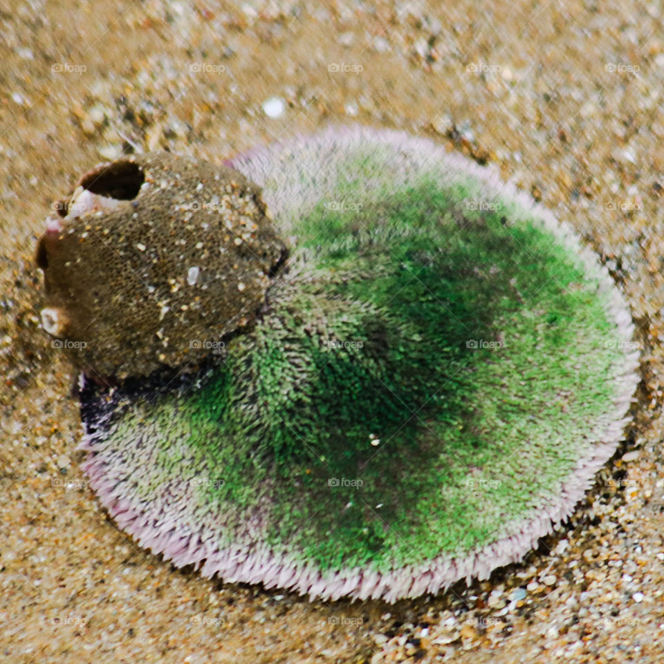 Sand dollar