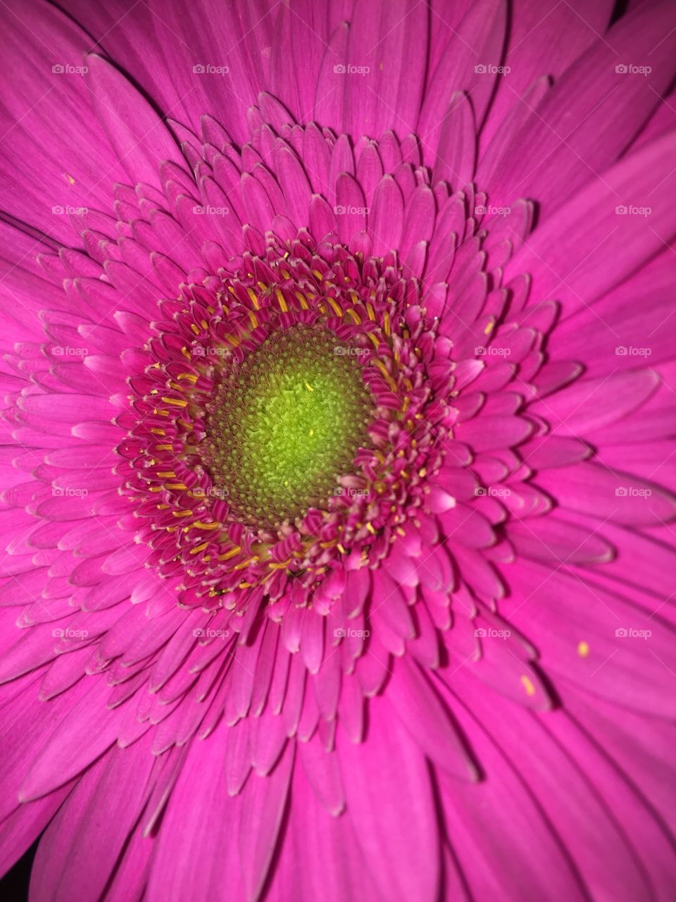 Pink flower 