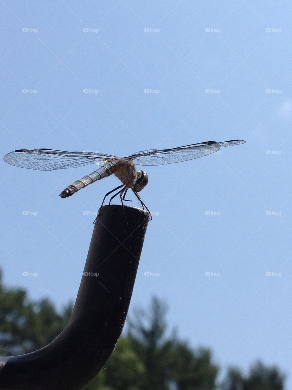 DRAGONFLY BLUE SKY