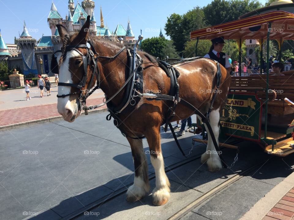 Disneyland horse 