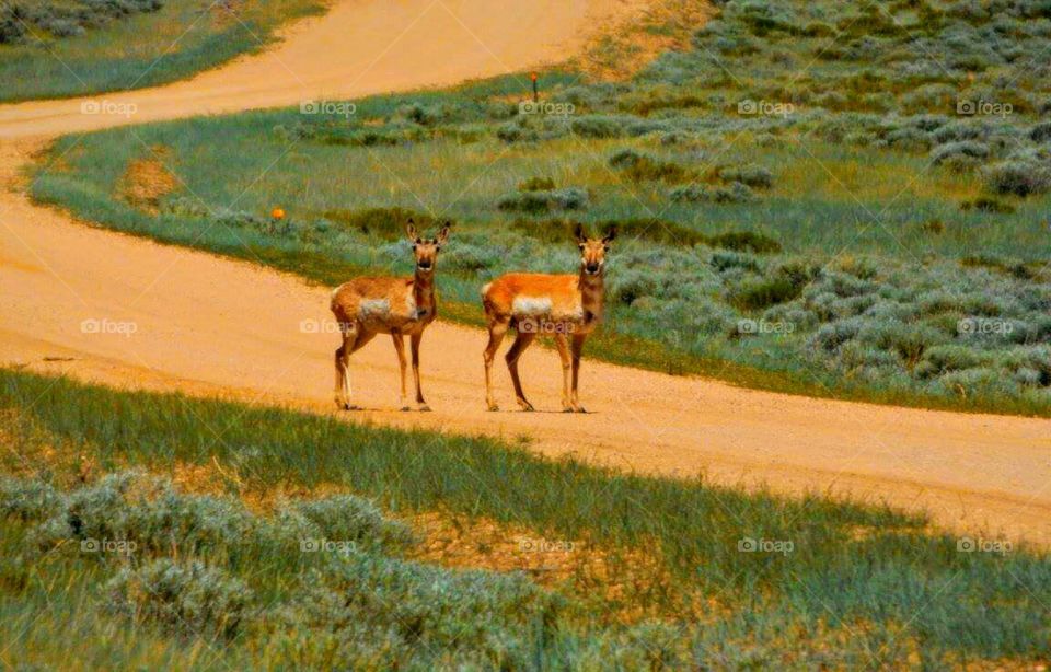 Antelope crossing the road