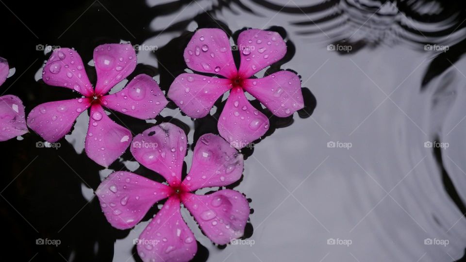 flowers on the water