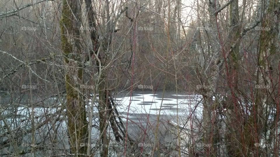 Frozen Pond in the woods