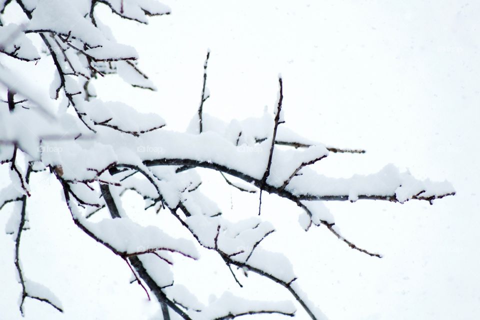 Isolated closeup of snow accumulating on tree branches against a bright white sky