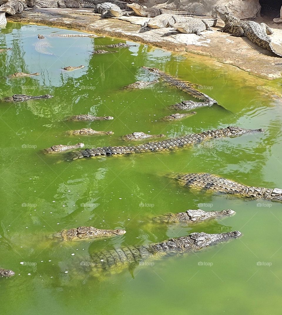 crocodiles à Djerba