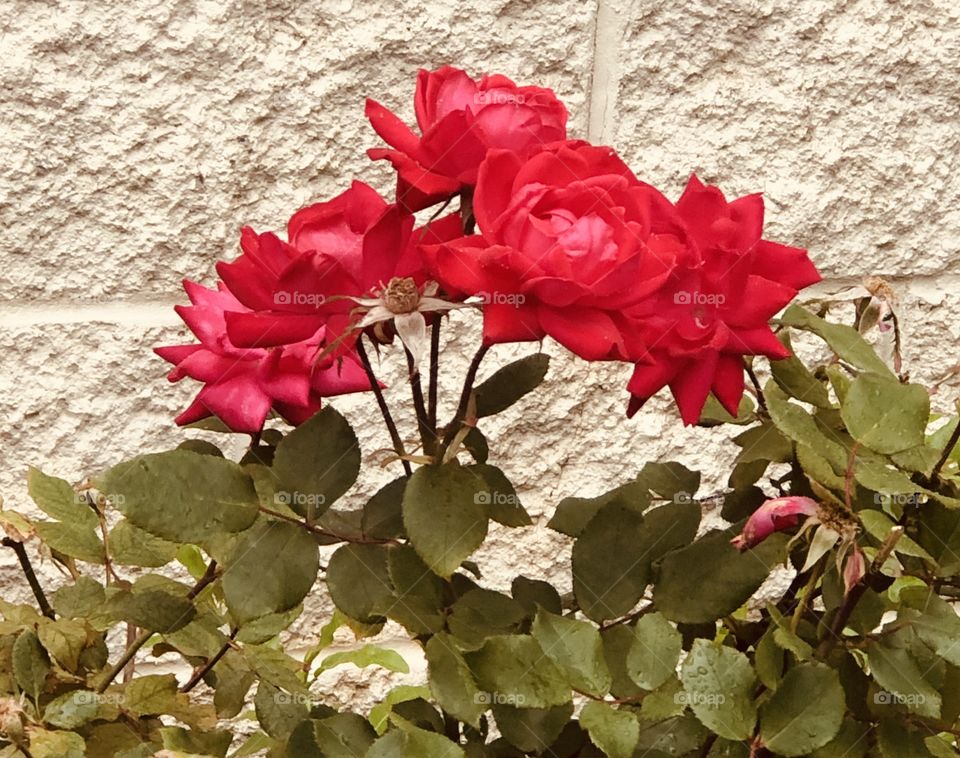 Springtime roses 