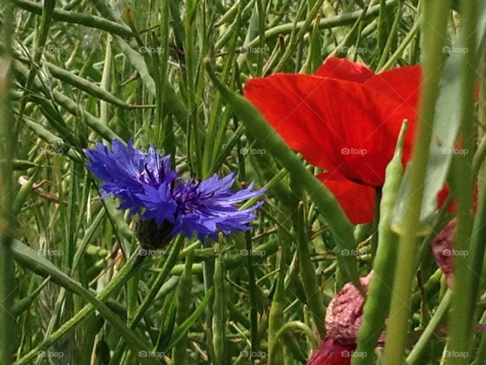 Mohnblume und Kornblume