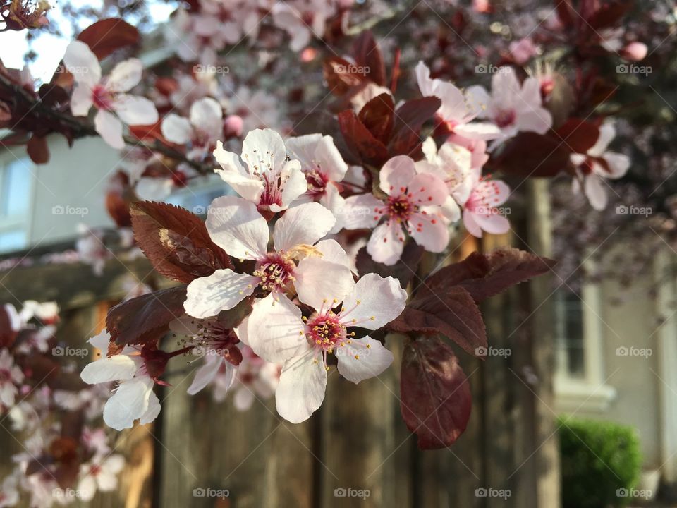 Spring Blooming 