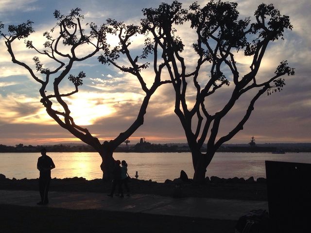 tree