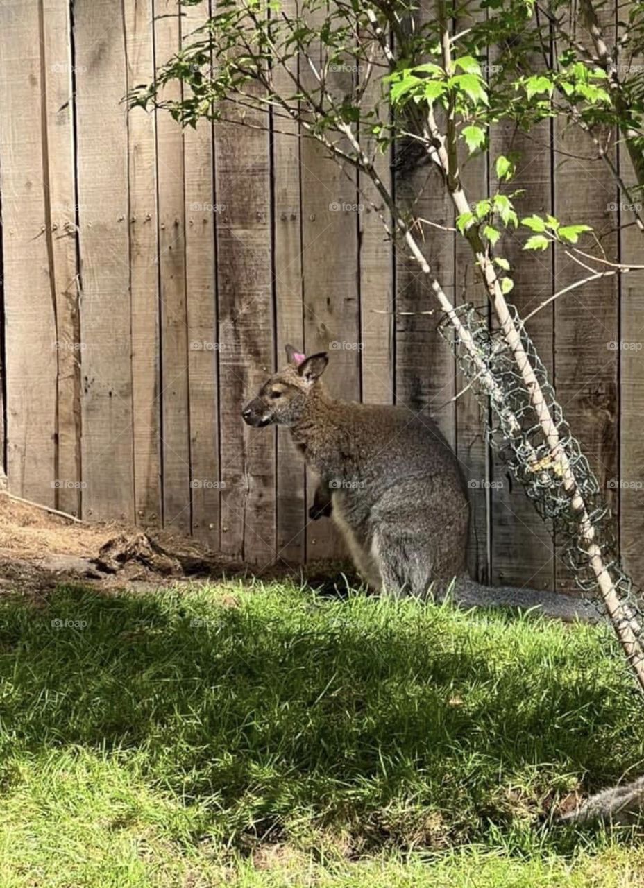 Wallaby 