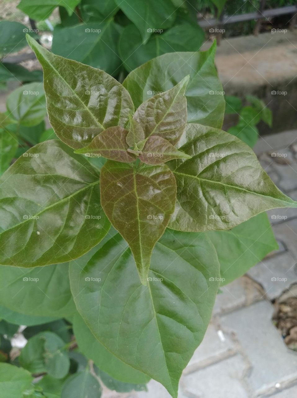 growing leaves shurb small size looks very beautiful generally found everywhere seasonal