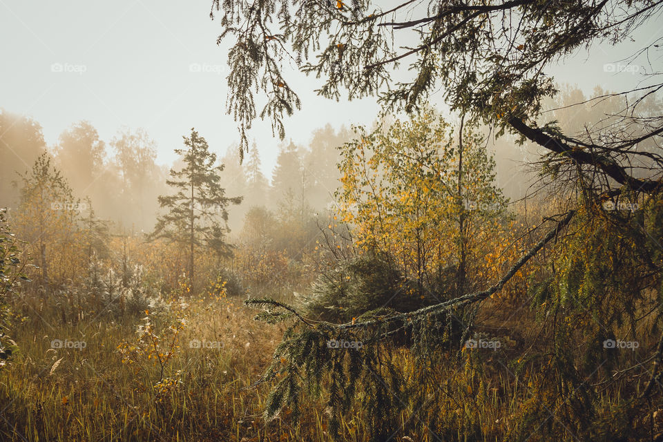 Autumn misty landscape at early morning 